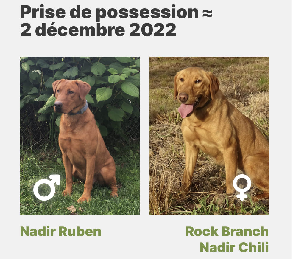 Ruben et Chili ont été accouplé. Nous aurons une belle portée de redfox cet automne! - Nadir Labrador
