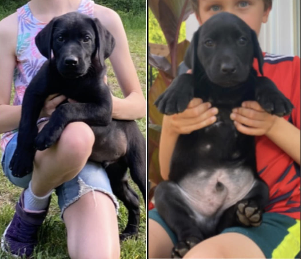 Il ne nous reste que deux chiots mâles noirs de disponibles pour cet été! - Nadir Labrador