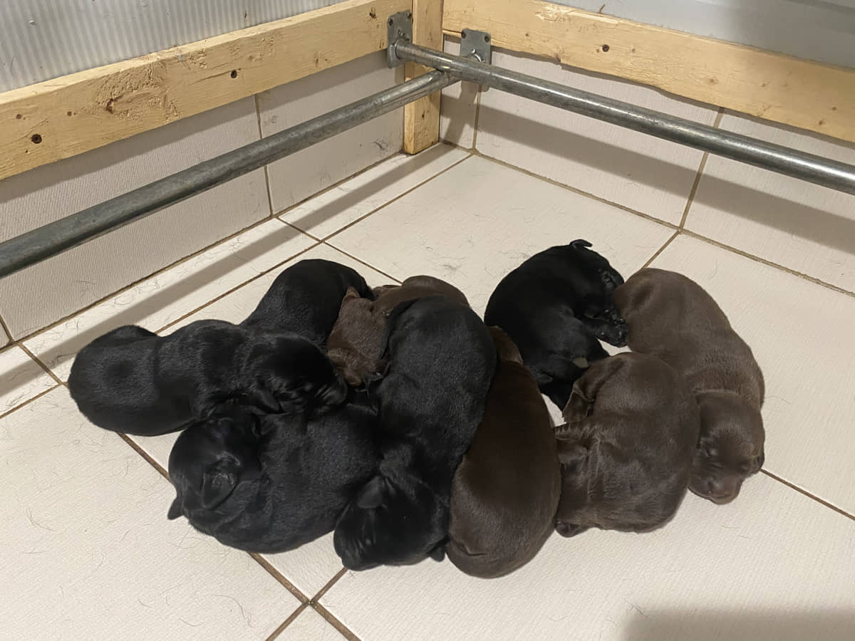 Une autre portée de chiots noirs et chocolats arrivera en février! - Nadir Labrador