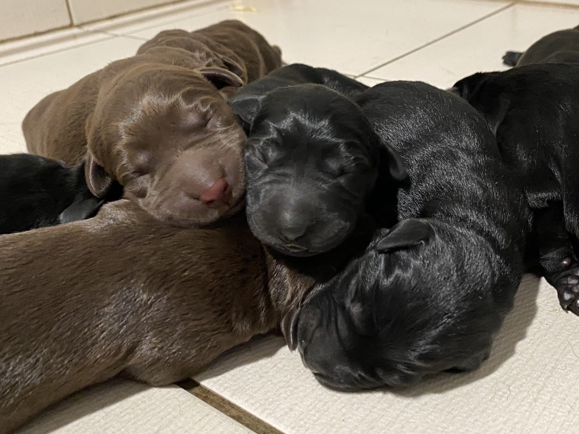 De beaux chiots noirs et chocolats viennent de naîtrent! (3 chiots disponibles) - Nadir Labrador