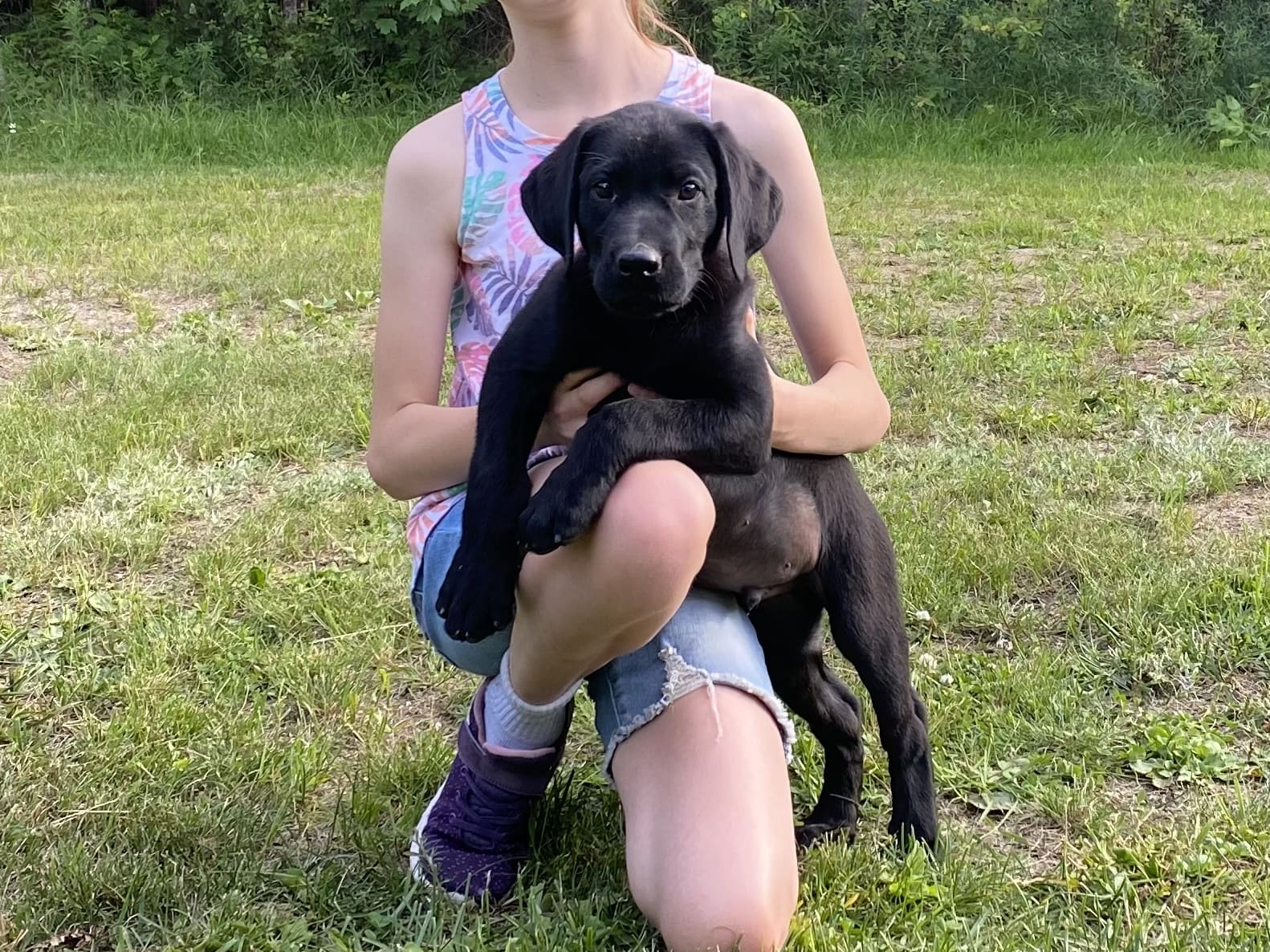 Un magnifique labrador noir est disponible dès maintenant - Nadir Labrador