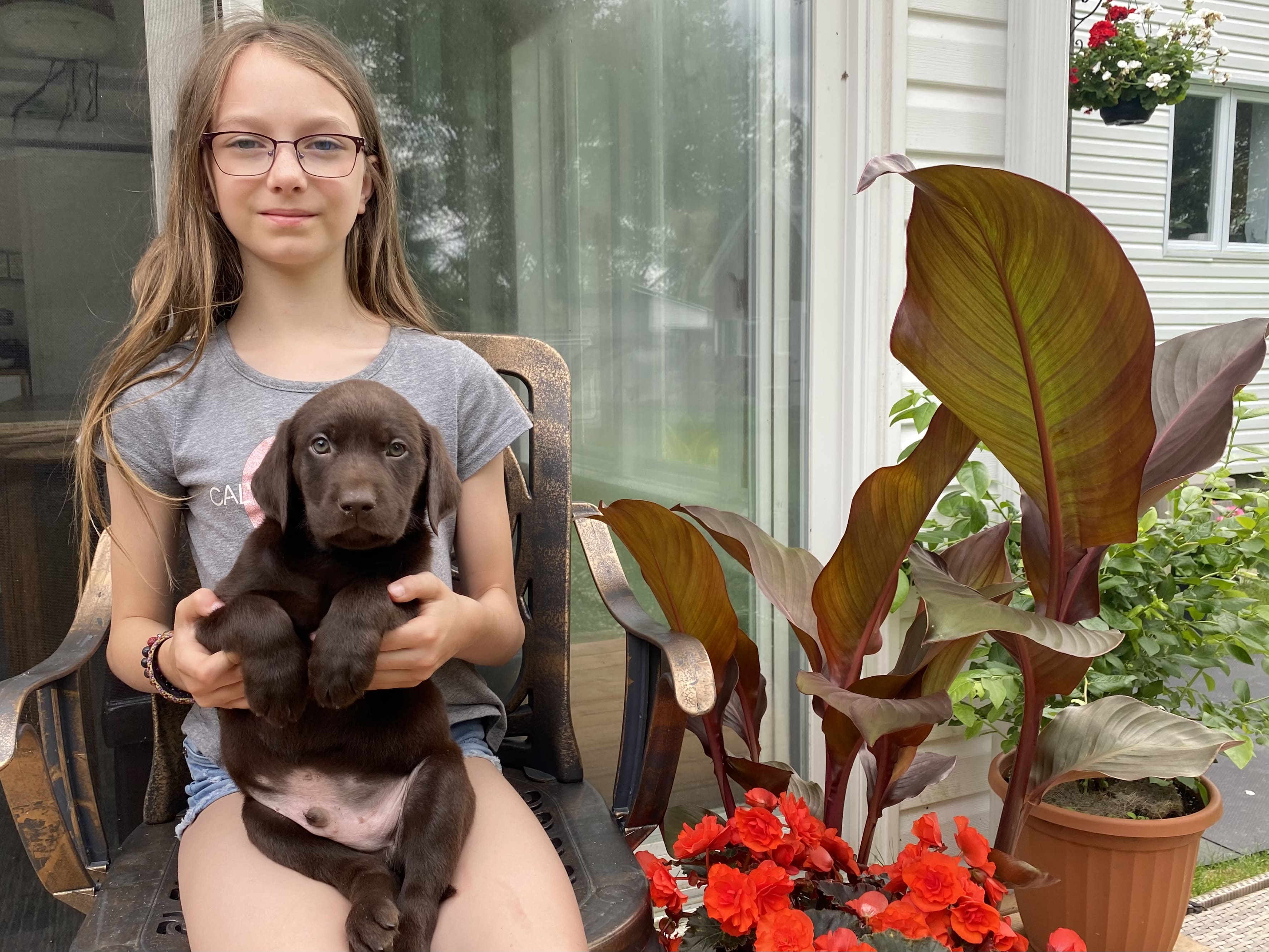 1 chiot mâle chocolat est disponible sur la portée de Soya - Nadir Labrador