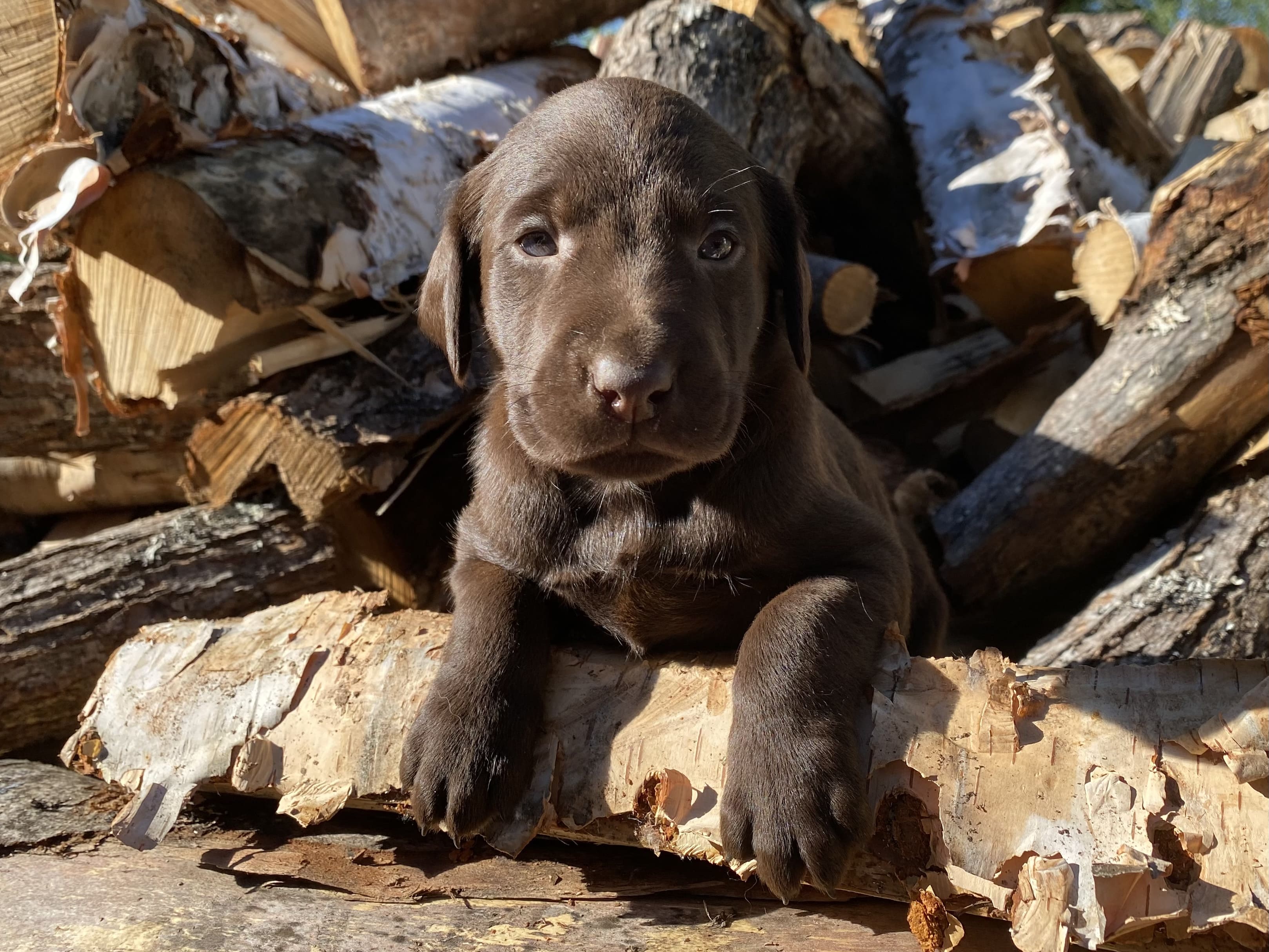 L'une de nos femelles a été accouplée! Nos premiers chiots chocolats de 2023 arriveront au début février. - Nadir Labrador