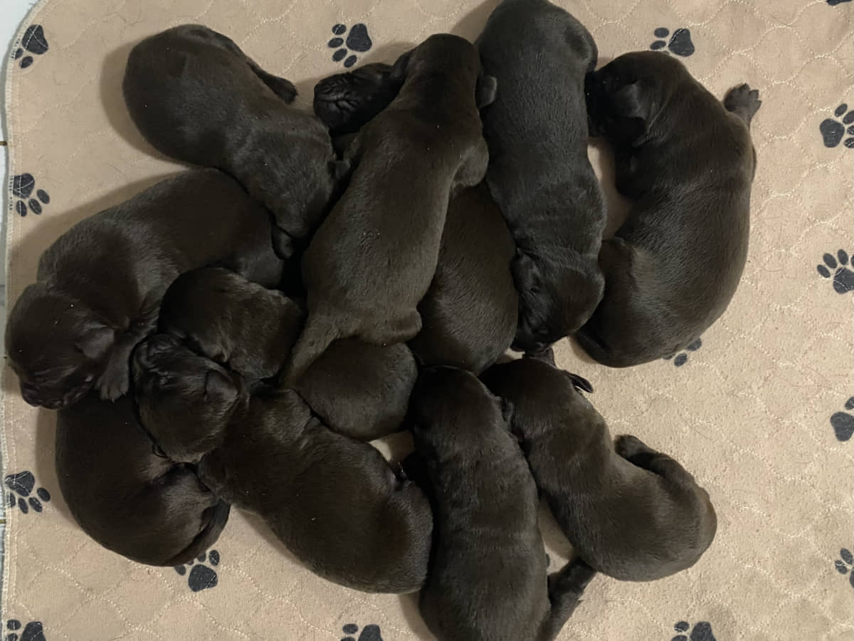 La gestation de Morille est confirmée. Contactez-nous si vous souhaitez adopter un chiot labrador chocolat. - Nadir Labrador