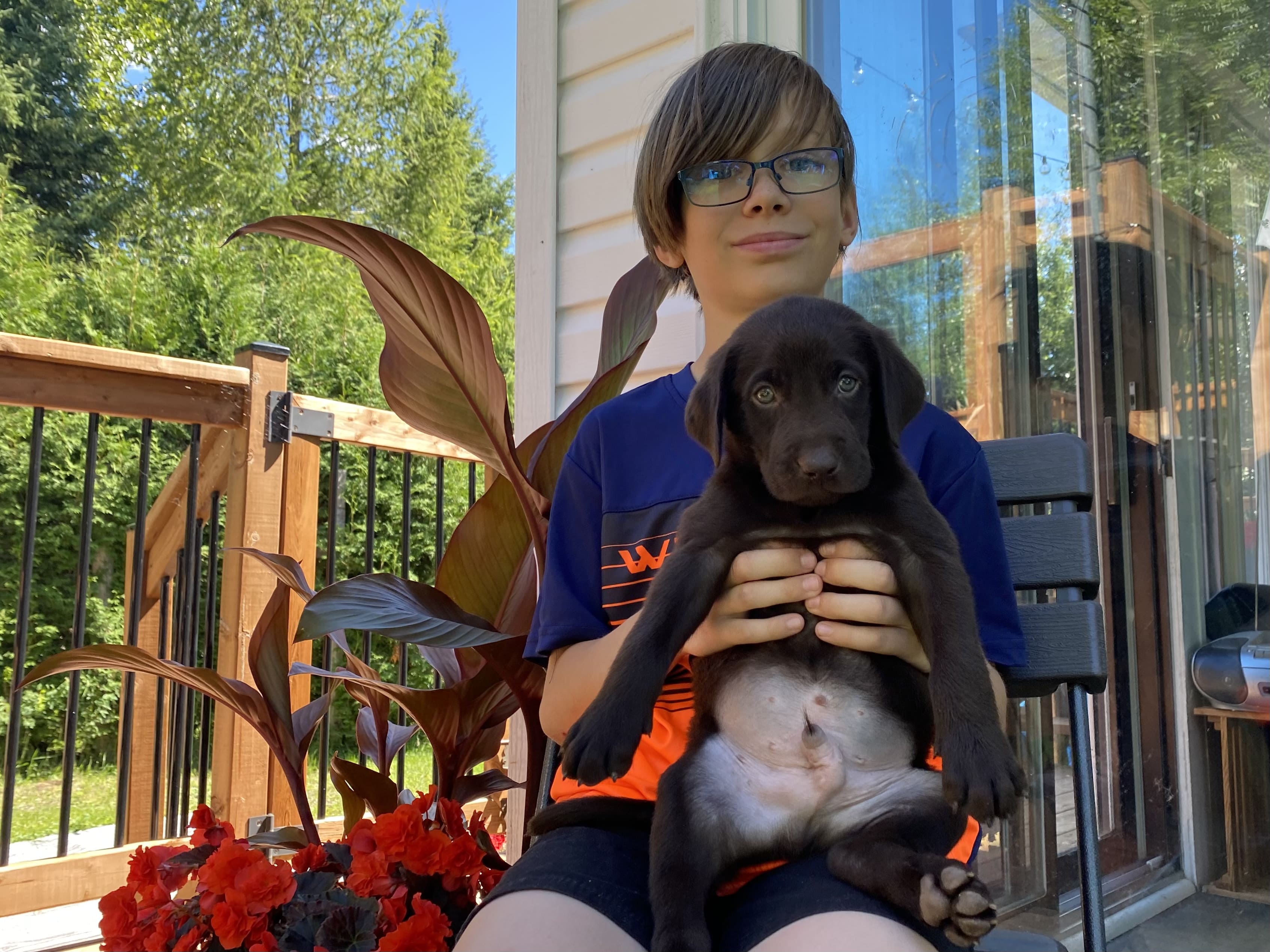 2 excellents chiots chocolats de la portée de Aria sont disponibles. - Nadir Labrador