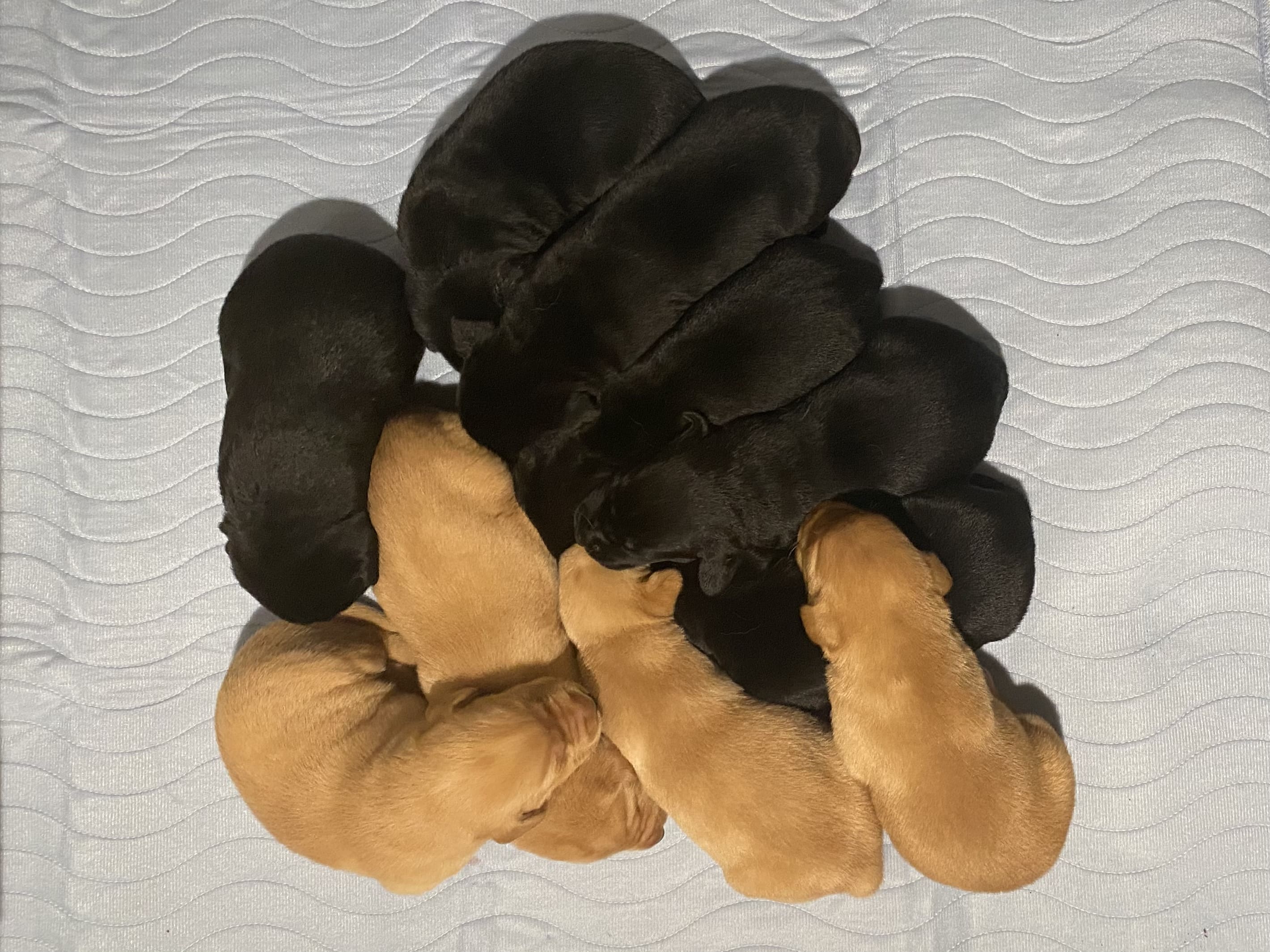 Les chiots ont beaucoup changés en peu de temps! - Nadir Labrador