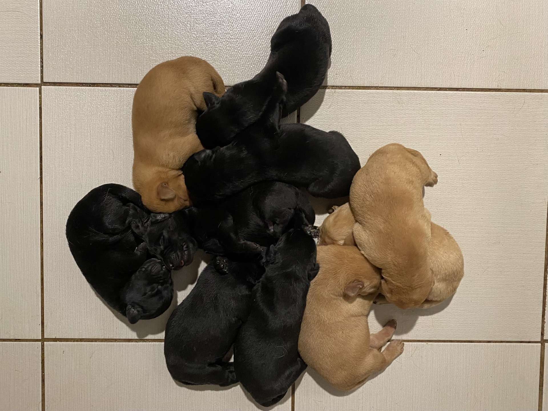 Rubis a eu sa première portée! (mâles noirs et jaune de disponibles) - Nadir Labrador