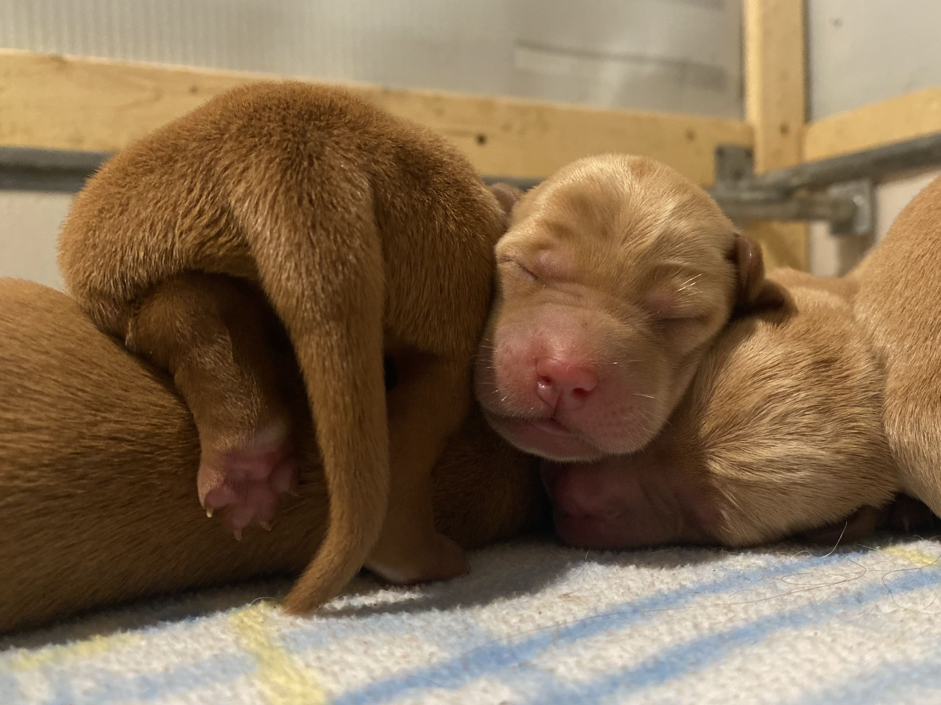 Petites nouveautés! Les chiots de Chili sont nés! - Nadir Labrador