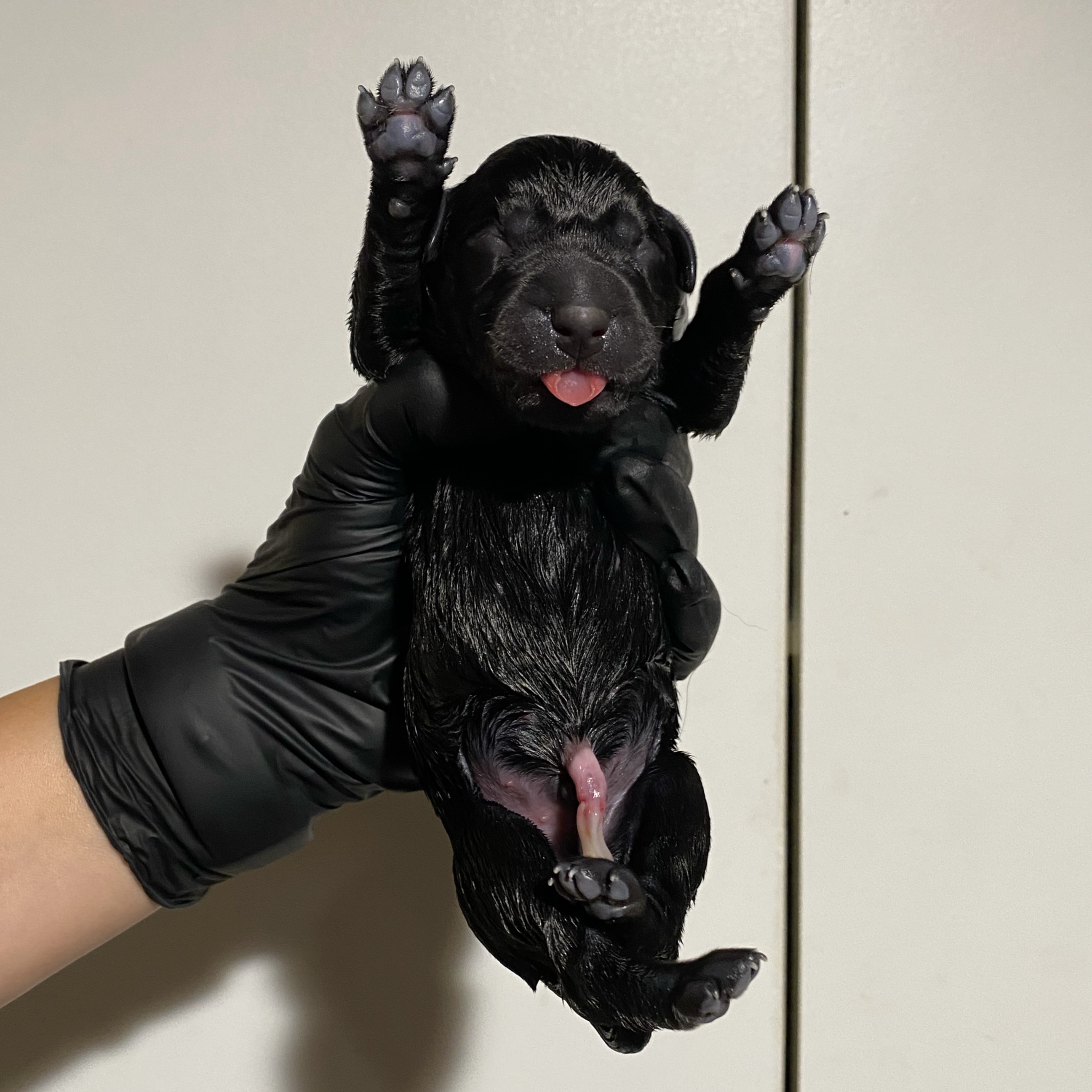 Les chiots de Vénus sont arrivés! 1 mâle noirs et 2 mâles jaunes sont disponibles ! - Nadir Labrador