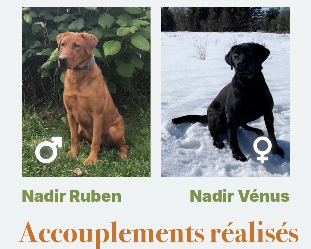 Vénus a été accouplée ! des chiots noirs et jaunes/redfox sont à venir! - Nadir Labrador