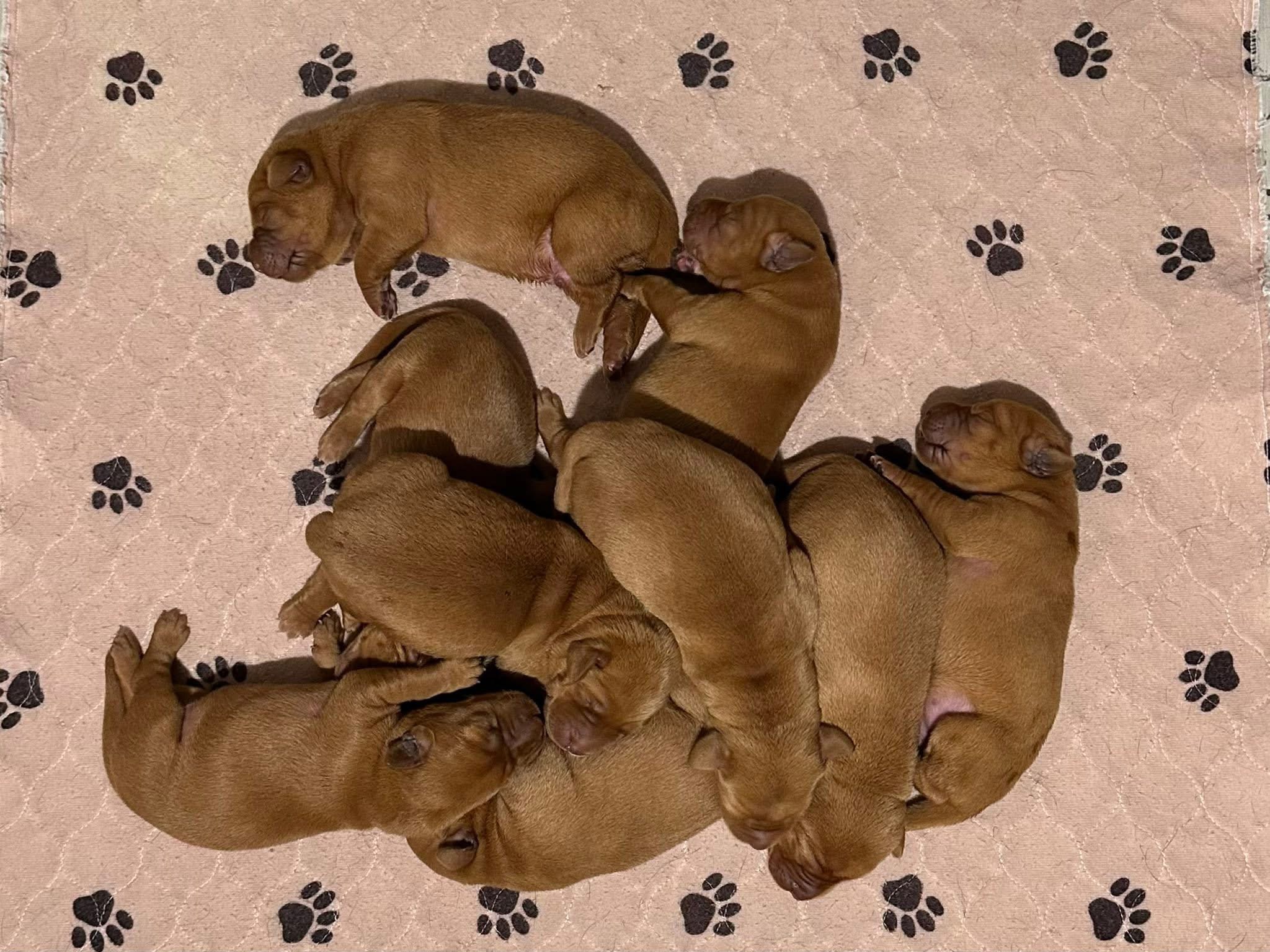 Places disponibles pour des chiots labradors redfox (automne 2025) ! - Nadir Labrador