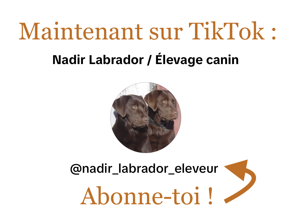 Nadir Labrador est maintenant sur TikTok - Nadir Labrador