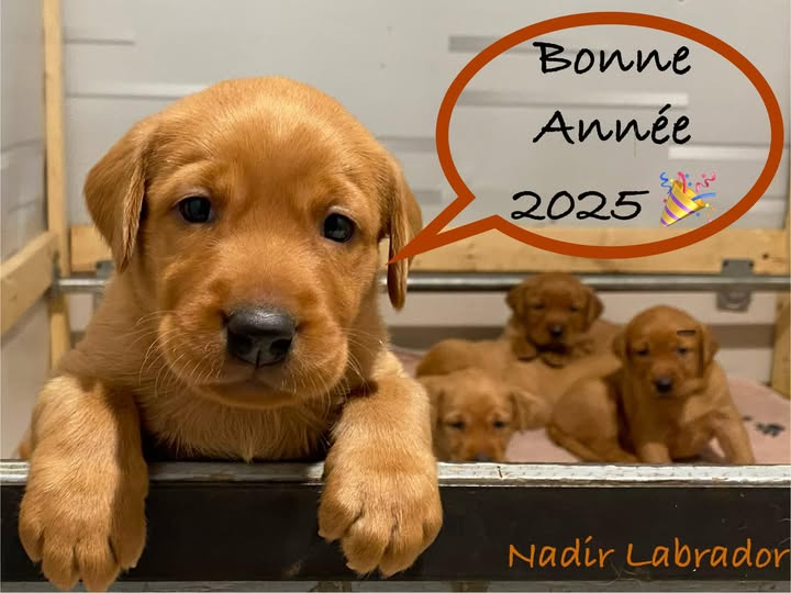 Bonne année 2025 ! - Nadir Labrador