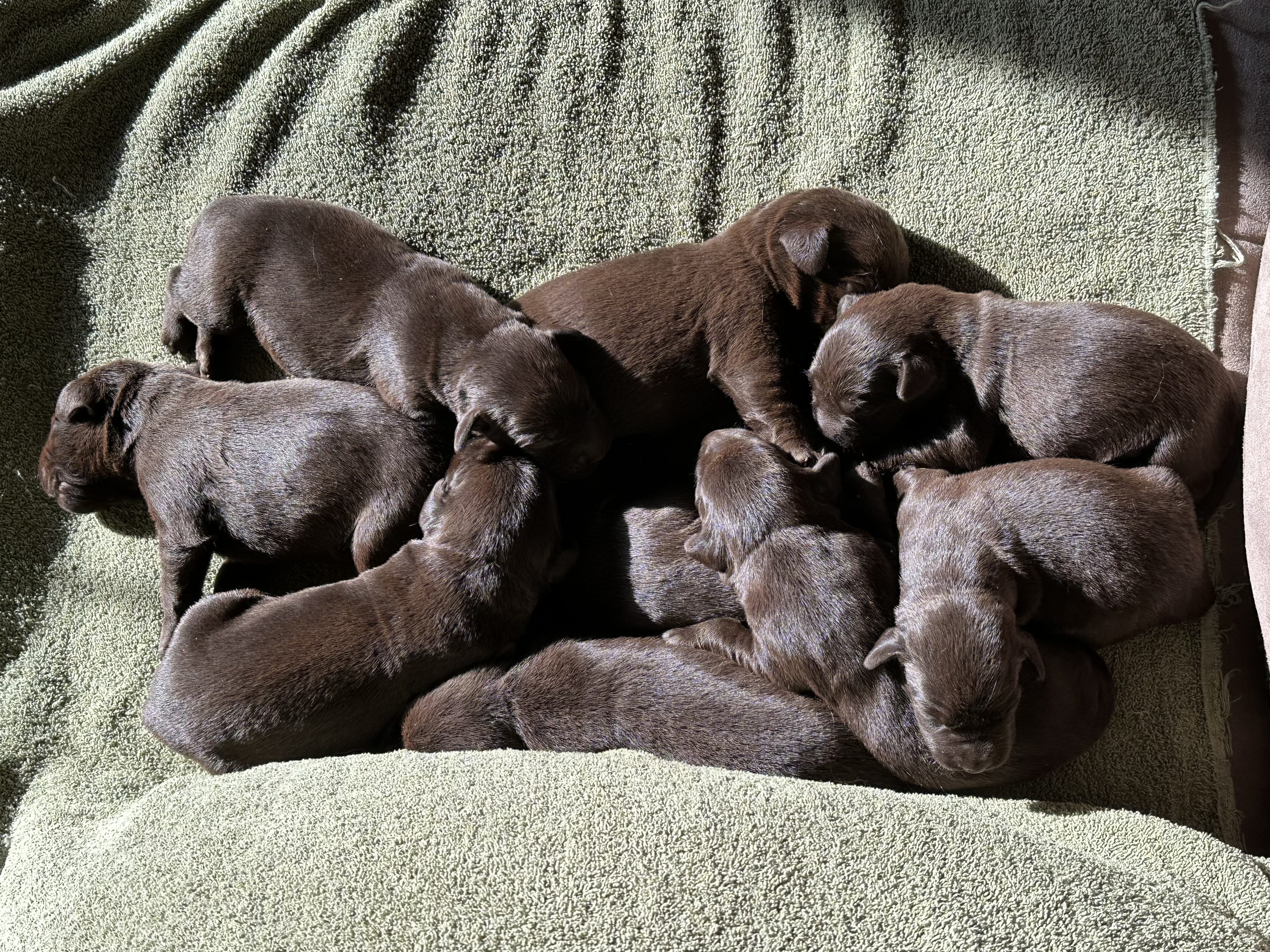 Nos premières portées de 2023 sont arrivées! Nous avons des chiots noirs et chocolats de disponibles! - Nadir Labrador