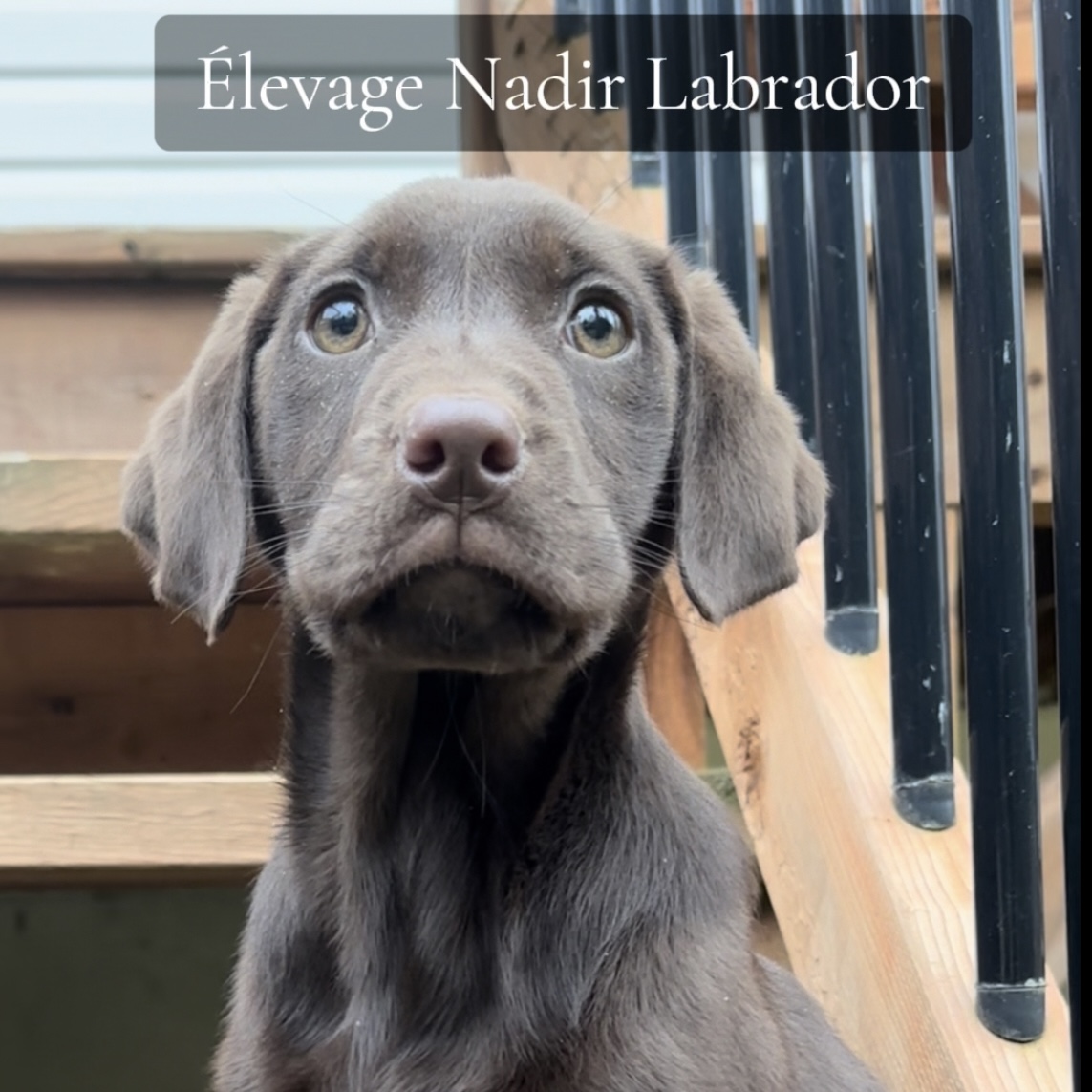 Famille d'acceuil recherchée pour un chiot femelle chocolat - Nadir Labrador