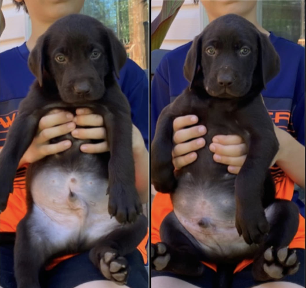 Voici les deux chiots chocolats de disponibles (prêt à partir du 13 août) - Nadir Labrador