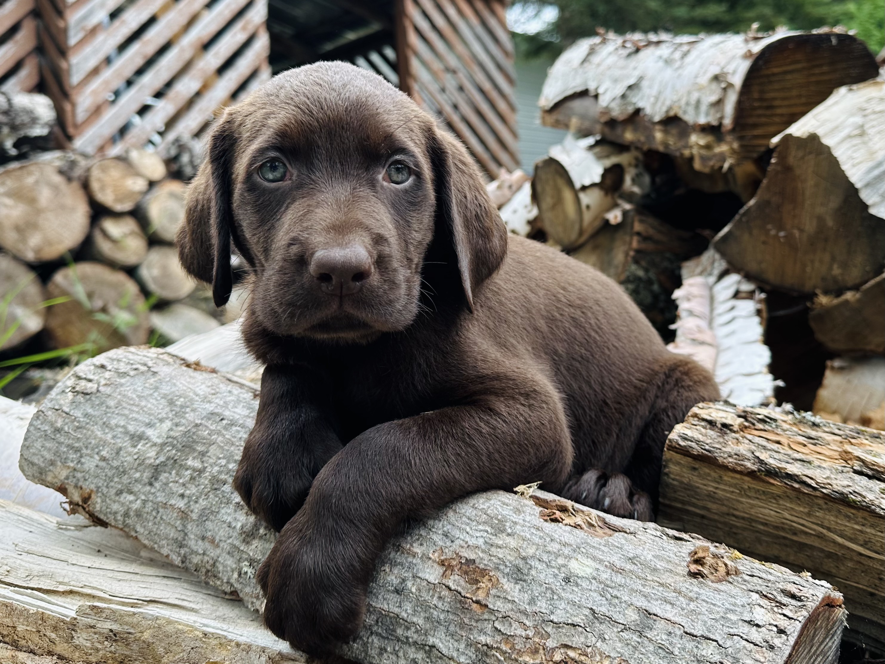 À qui la chance? Un chiot mâle chocolat est disponible pour le début août! - Nadir Labrador