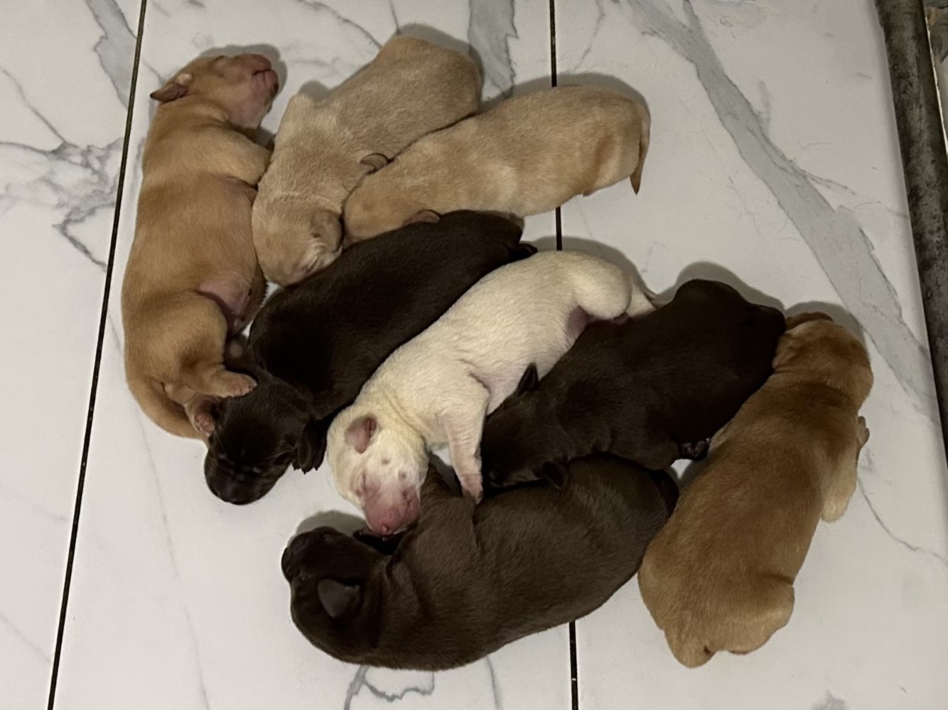 Les chiots de Morille sont arrivés. Trois chiots mâles jaunes sont disponibles! - Nadir Labrador