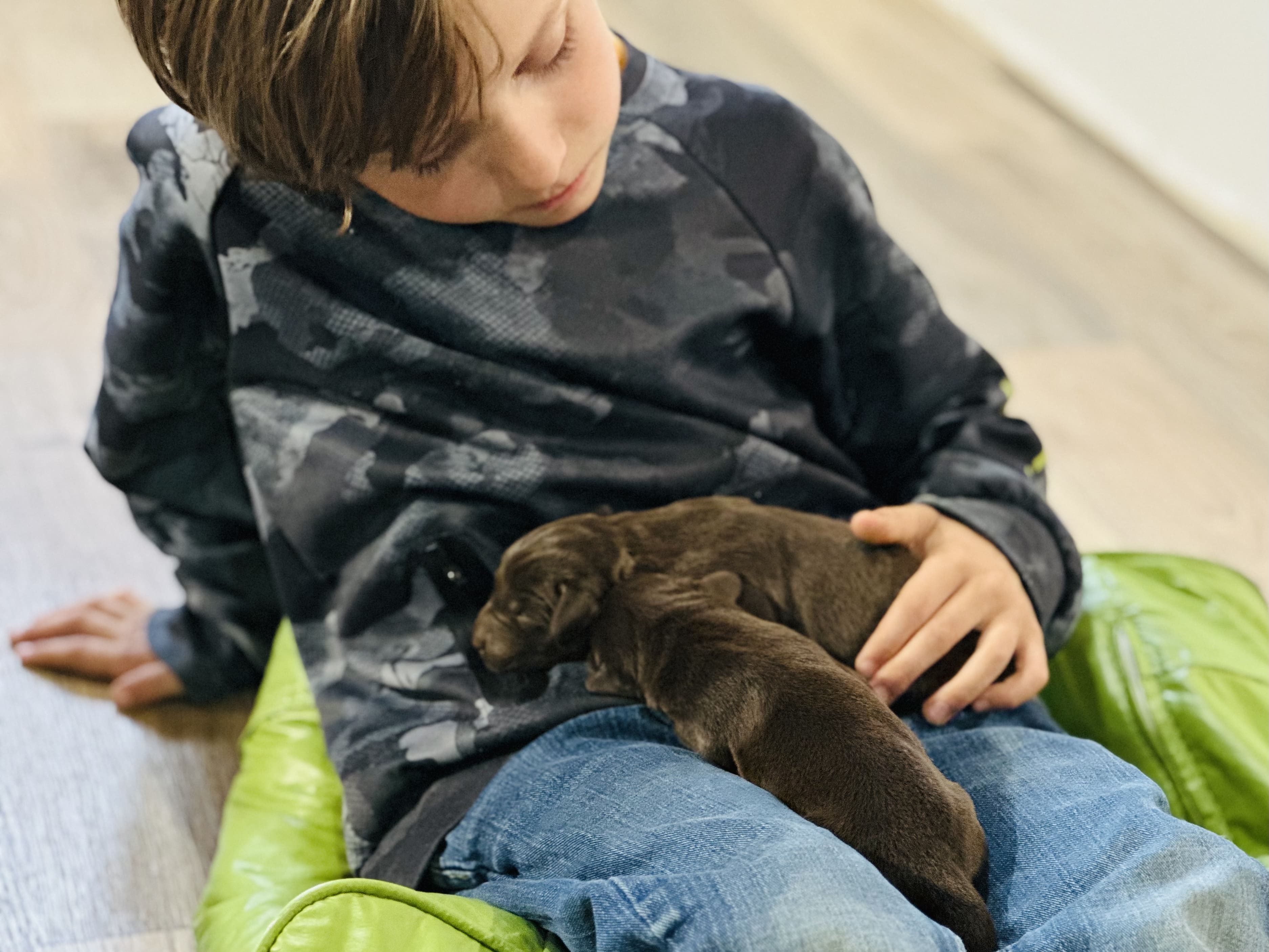 Nos derniers chiots de 2022 sont arrivés! Nous avons des femelles chocolat de disponibles. - Nadir Labrador