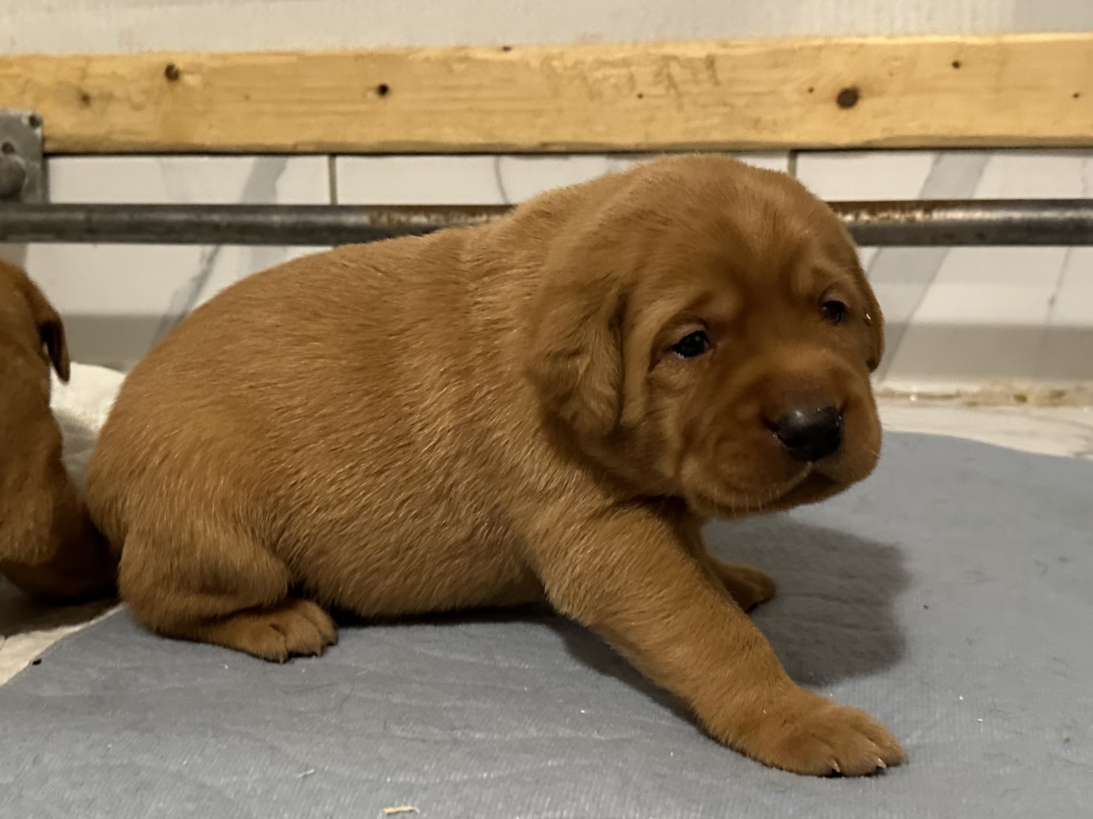 À qui la chance! 2 beaux mâles redfox sont disponibles - Nadir Labrador