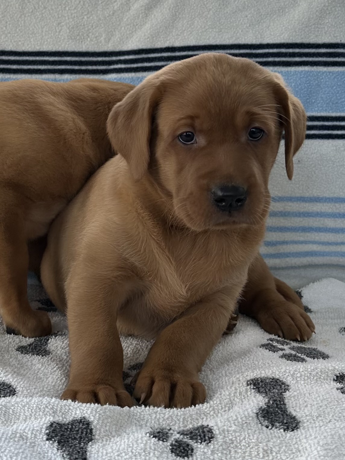 Chiots jaune redfox disponibles dès maintenant! - Nadir Labrador