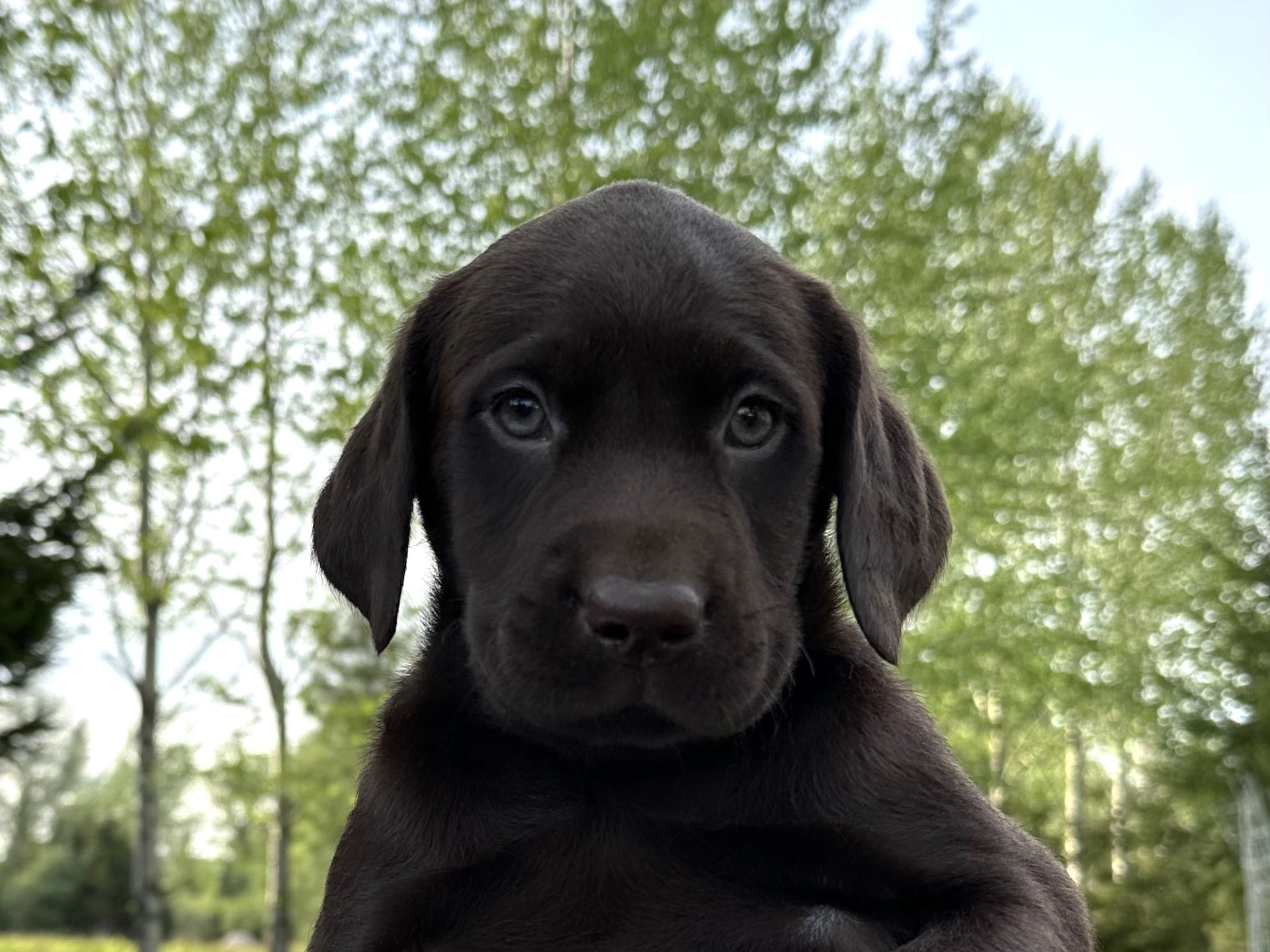 Superbe chiot mâle chocolat disponible, prêt à quitter le 31 mai - Nadir Labrador