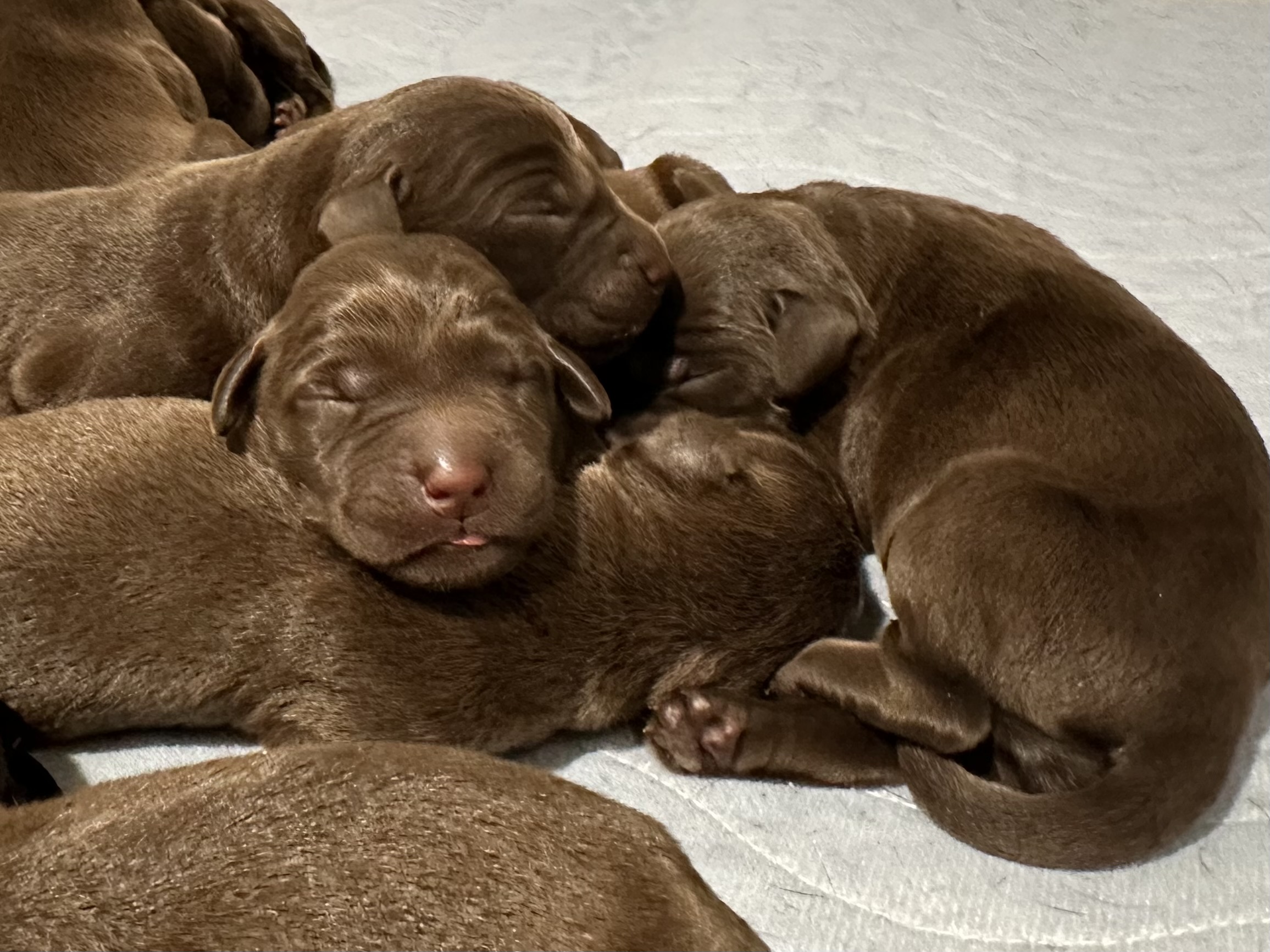Les chiots d'Aria sont arrivés! Un mâle chocolat est disponible - Nadir Labrador