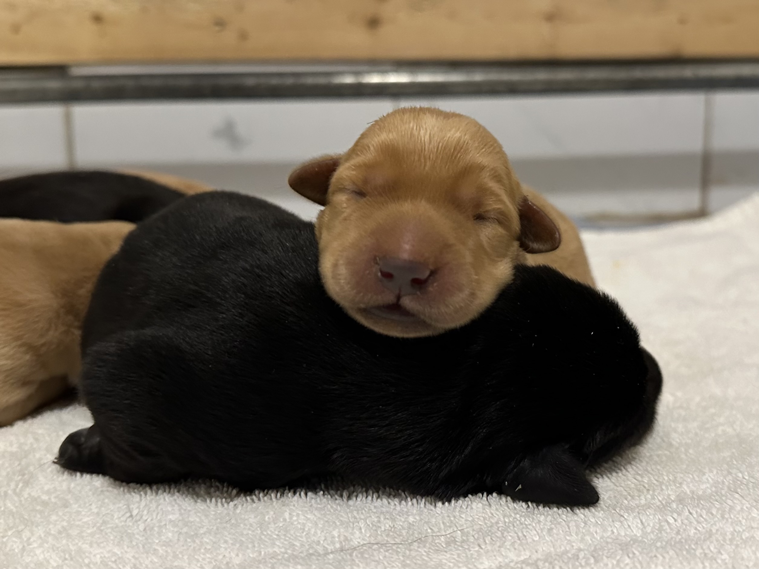 Les chiots de Nadir Vénus sont arrivés! 2 femelles et 2 mâles jaunes sont disponibles - Nadir Labrador