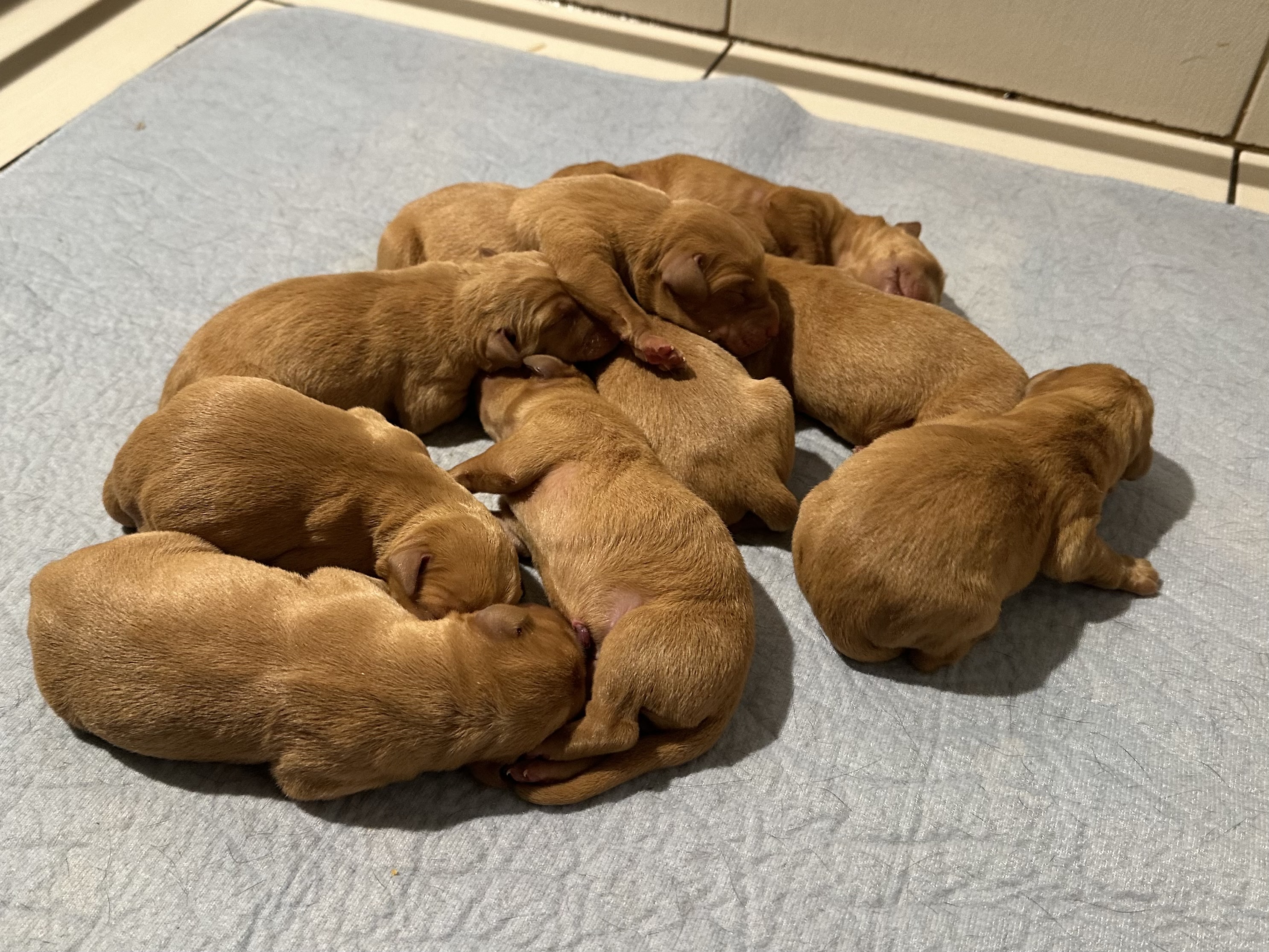 Nous avons eu une belle portée de Redfox. 2 femelles et 3 mâles sont disponibles - Nadir Labrador