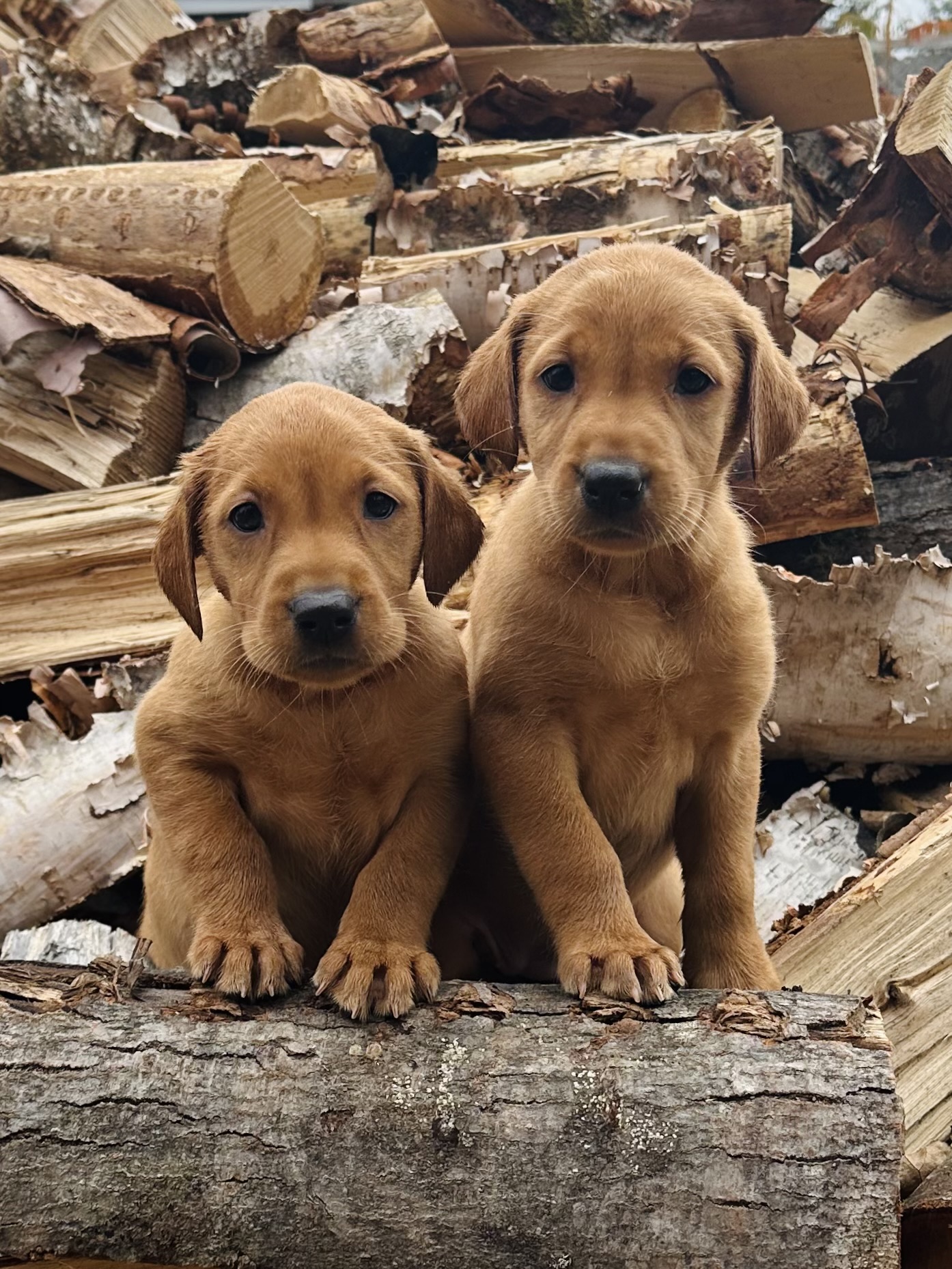 Nous avons des chiots de disponibles pour cet automne! - Nadir Labrador
