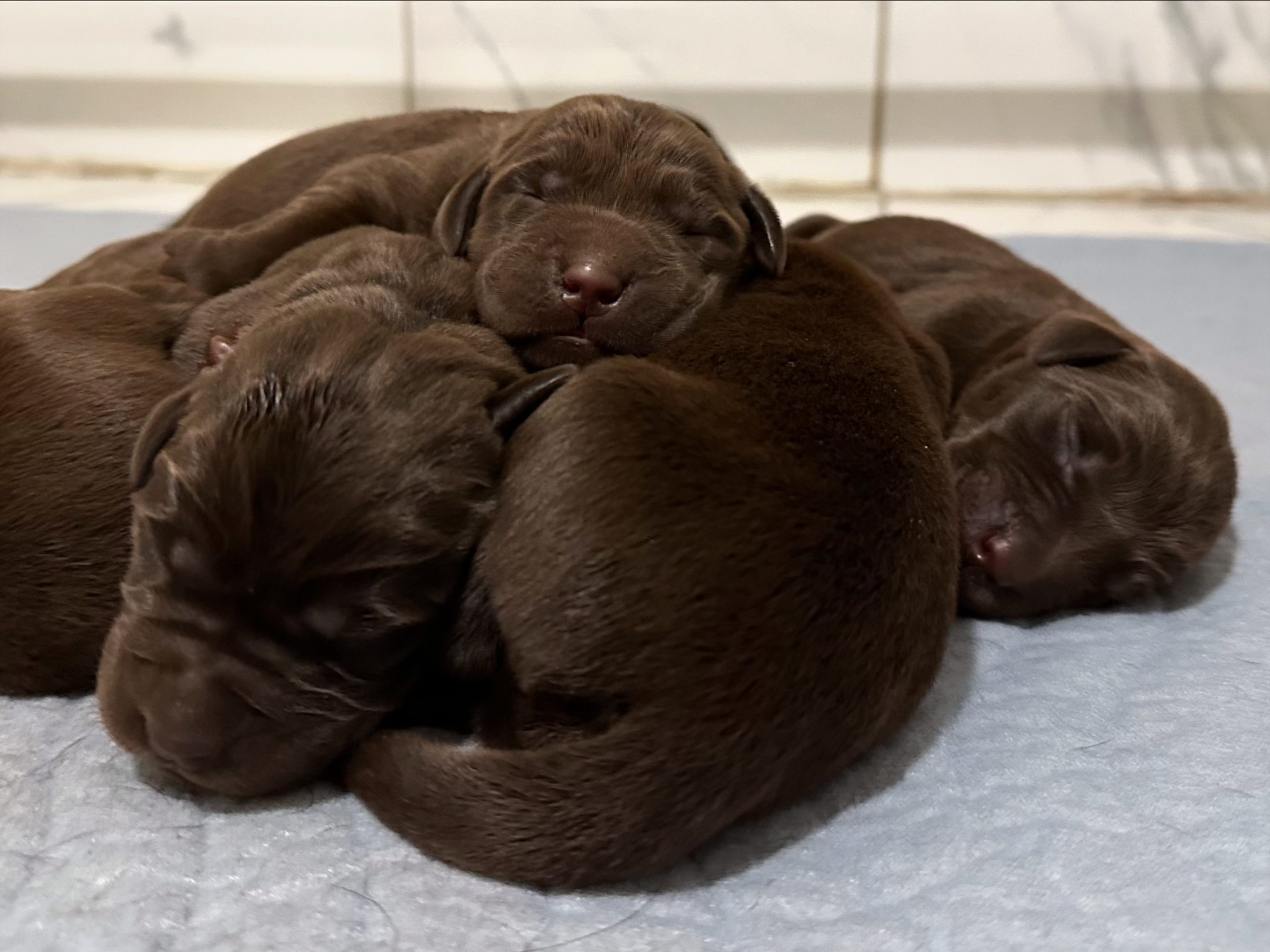 Les chiots de Salem sont arrivés ! - Nadir Labrador