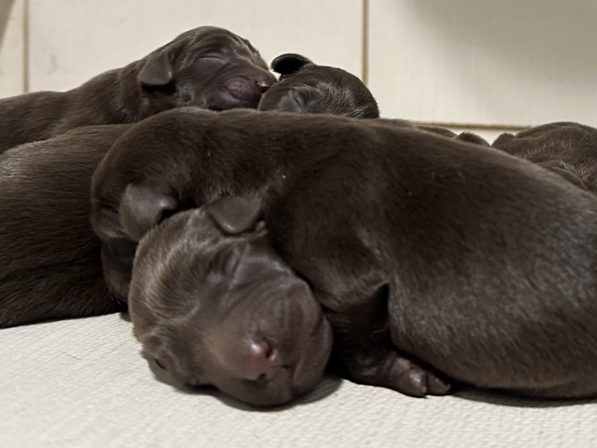Les chiots d'Aria sont avec nous! Un chiot mâle chocolat est disponible. - Nadir Labrador