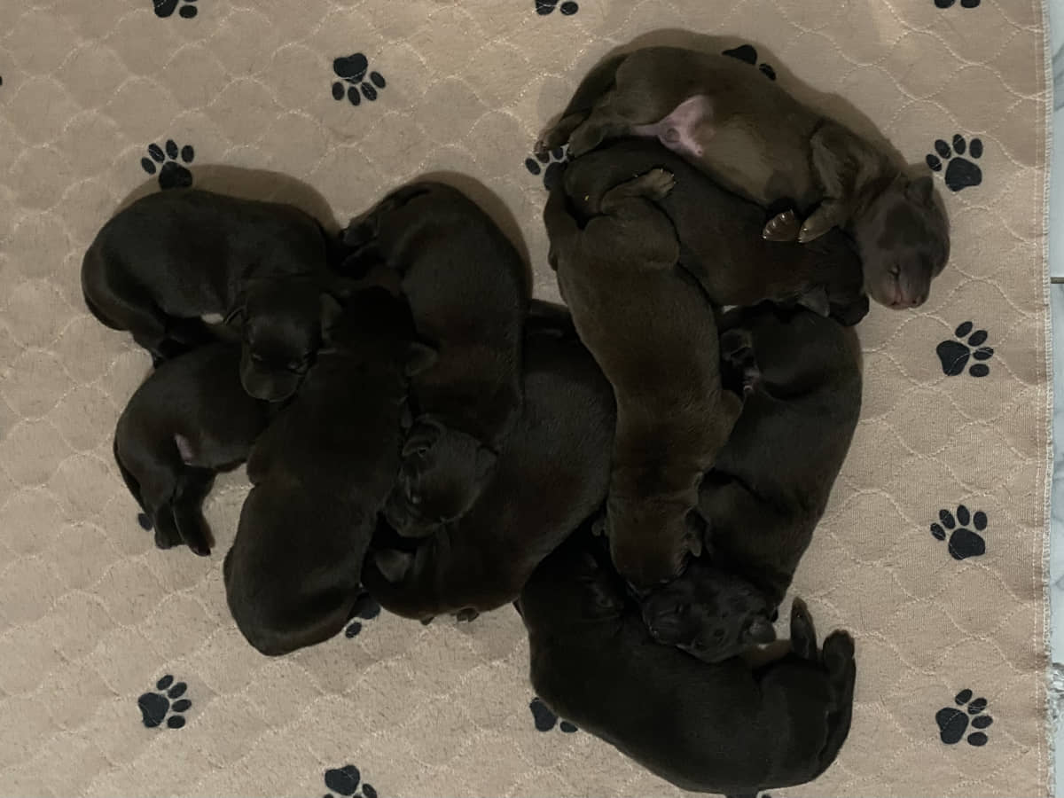Nous avons des beaux chiots chocolats de disponibles - Nadir Labrador