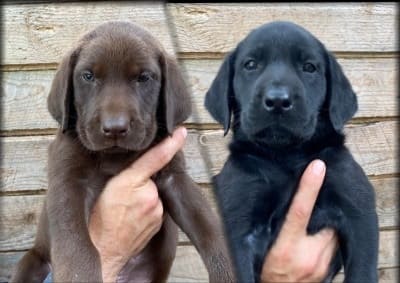 2 chiots mâles de disponibles prêt à quitter le 6 août 2022 - Nadir Labrador