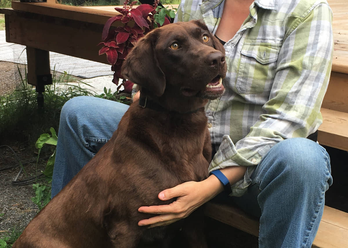 Familles d'accueil recherchées pour 2 femelles adultes et 2 chiots - Nadir Labrador