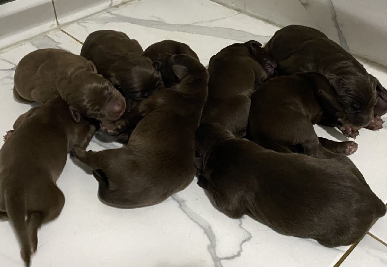 Des nouveaux chiots chocolat sont arrivés ! - Nadir Labrador