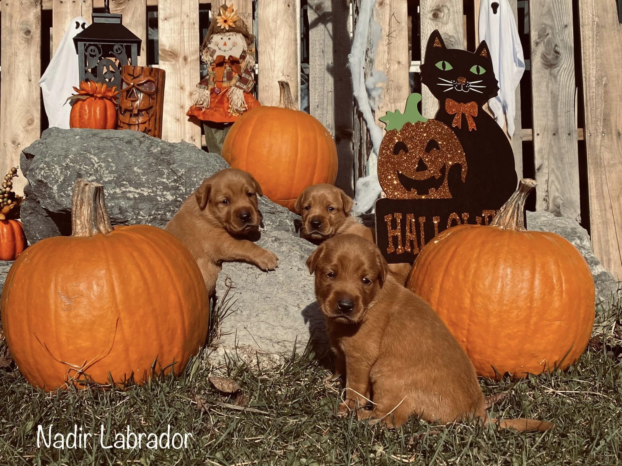 Joyeuse Halloween ! - Nadir Labrador