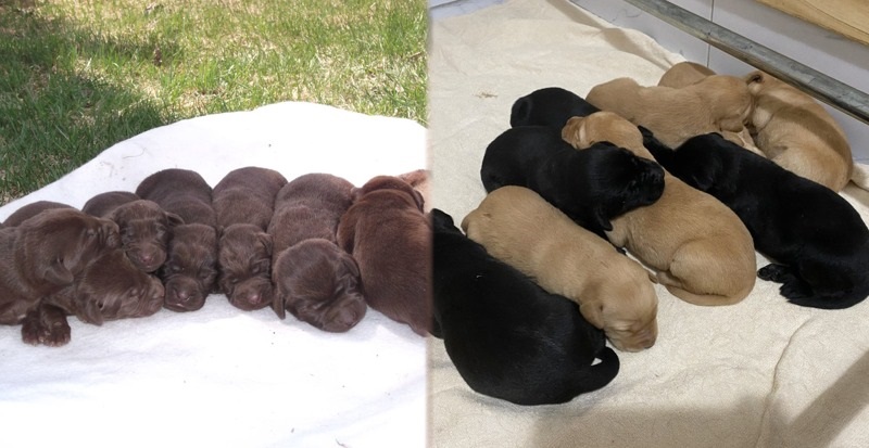 Des nouveaux chiots chocolats, noirs et jaunes/redfox arriveront au mois de mai et juin! - Nadir Labrador