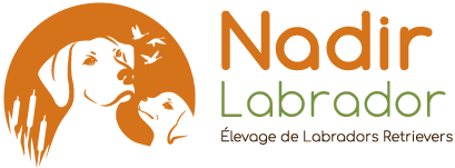 Logo Nadir Labrador