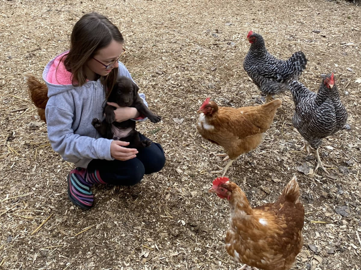 Chiot Labrador Retreiver, jeune fille et poules